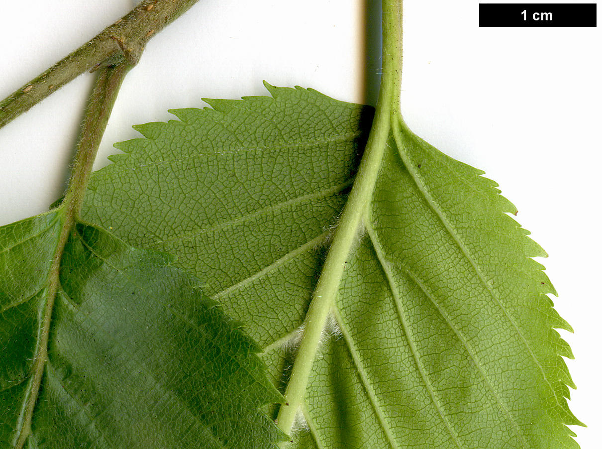 High resolution image: Family: Betulaceae - Genus: Betula - Taxon: utilis - SpeciesSub: subsp. jacquemontii 'Silver Shadow'